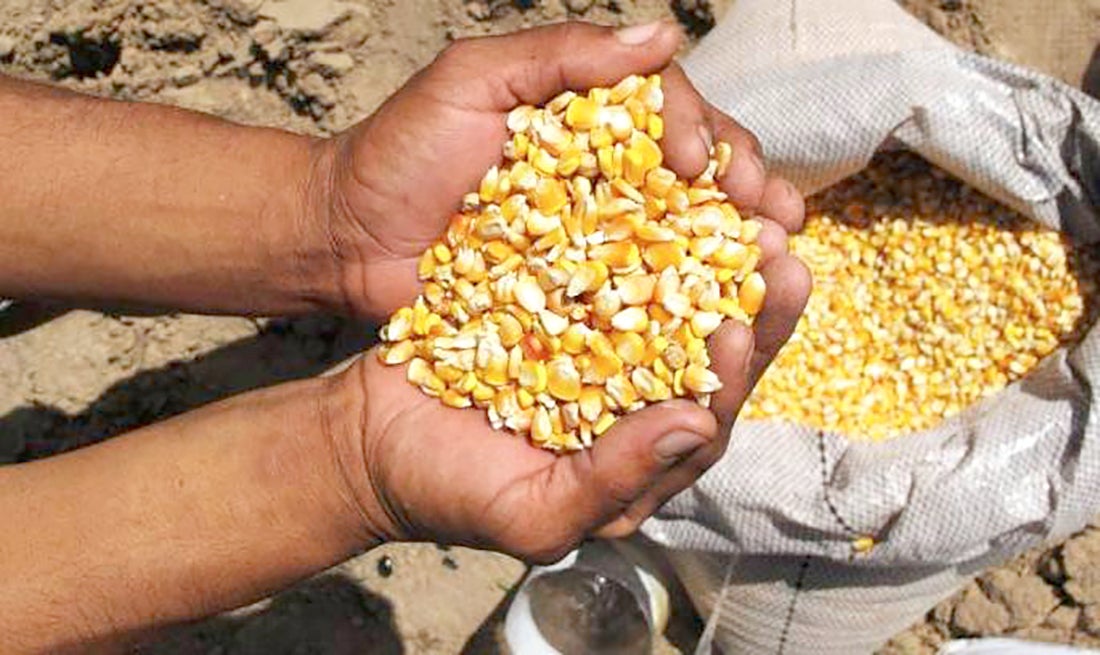 Preço do milho disponível em Mato Grosso sobe e média vai R$ 72