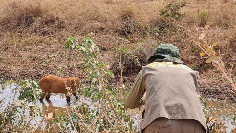 Sema-MT ouve especialistas e orienta a não alimentação de animais do Pantanal