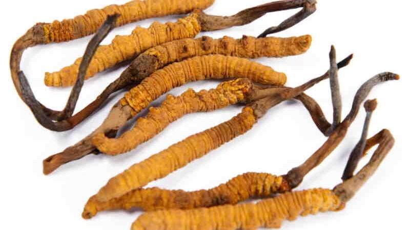 Medicamento anticâncer de fungo do himalaia tem sucesso em humanos