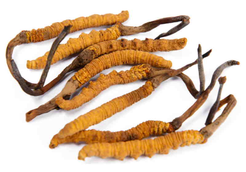 Medicamento anticâncer de fungo do himalaia tem sucesso em humanos