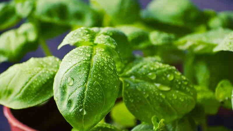 Composto encontrado no manjericão pode proteger contra Alzheimer