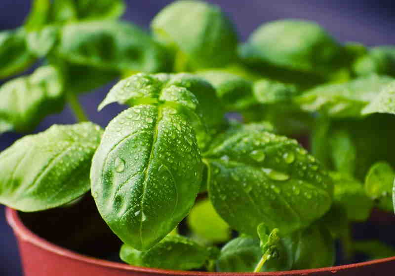 Composto encontrado no manjericão pode proteger contra Alzheimer