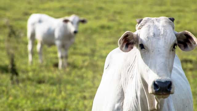 Embargo chinês derruba cotação no campo, mas carne continua cara no prato