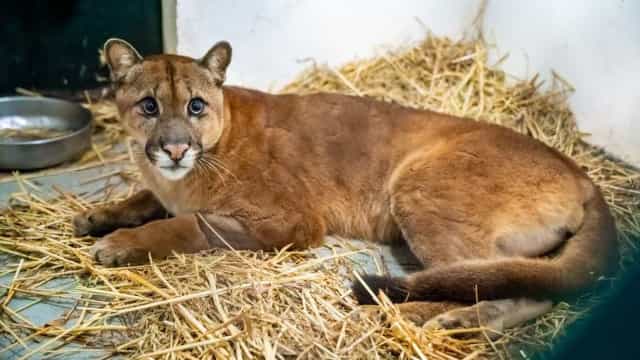 Onça-parda reaparece no Rio após mais de 80 anos