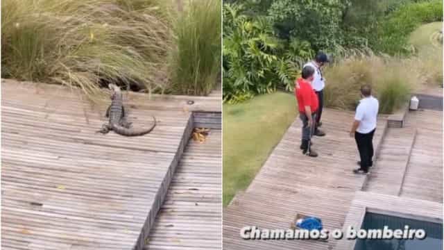 Marcos Mion diz que encontrou jacaré no quintal de casa e chama bombeiros