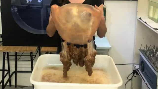 Pesquisadores capturam exemplar da maior espécie de água-viva