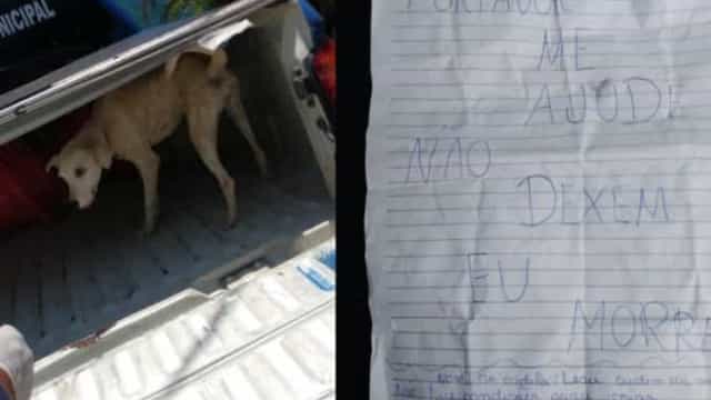 Guardas salvam cadela abandonada com um bilhete "não me deixe morrer"