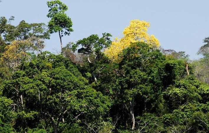 Mato Grosso reduziu em 30,6% os alertas de desmatamento nos últimos três meses