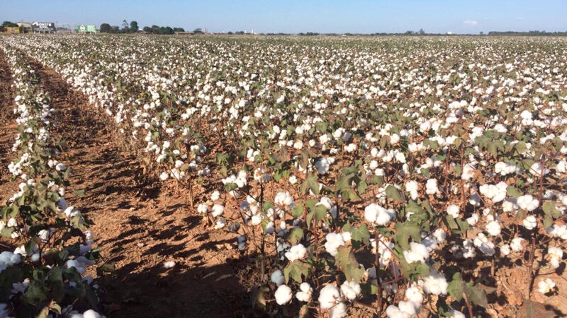 Aumenta para produtores custo do plantio de algodão em Mato Grosso