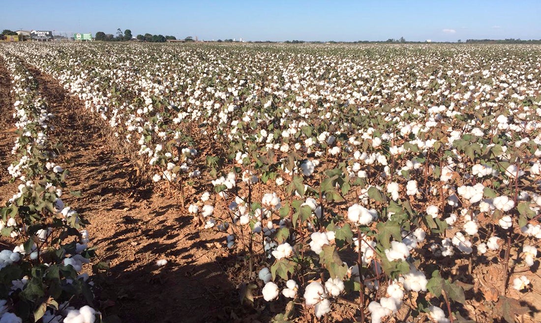 Aumenta para produtores custo do plantio de algodão em Mato Grosso