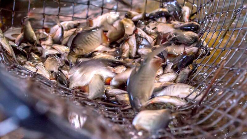 Piscicultores de MT devem atualizar cadastro de espécies cultivadas até o próximo dia 10