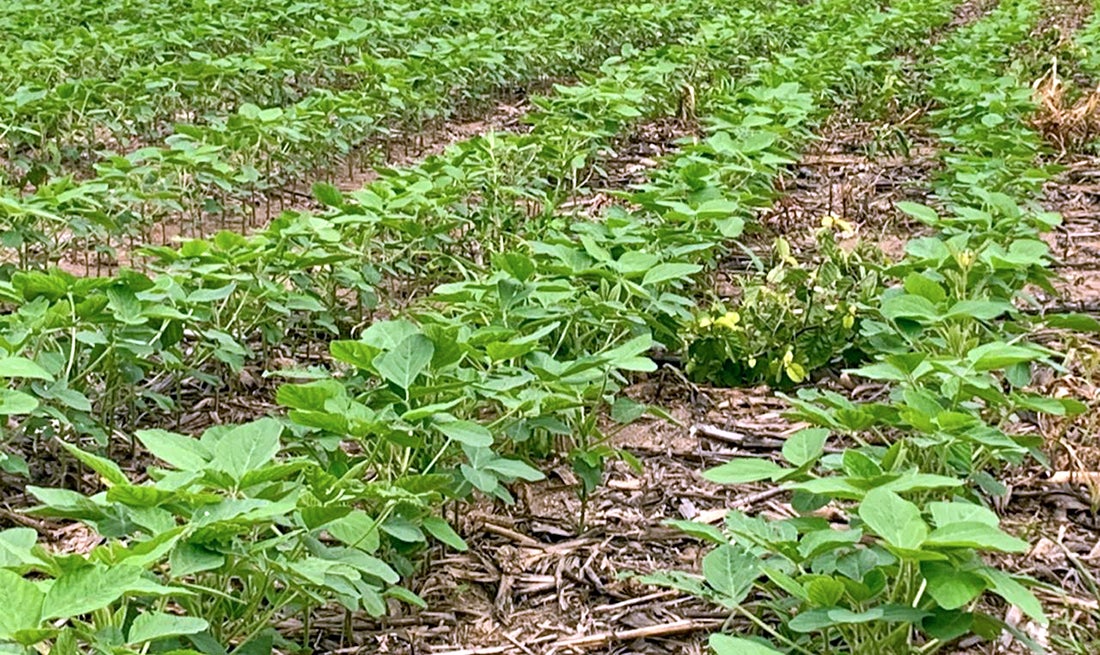 Plantio avanço em Mato Grosso e chega a 83% da área total