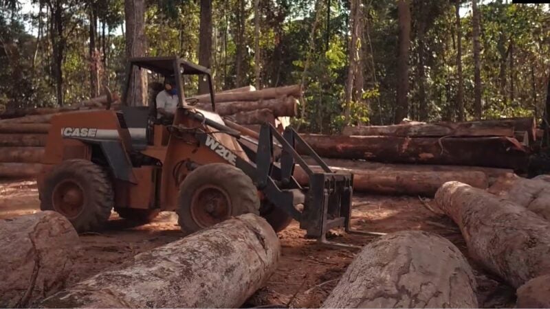 Manejo florestal sustentável praticado em Mato Grosso é destaque na COP26