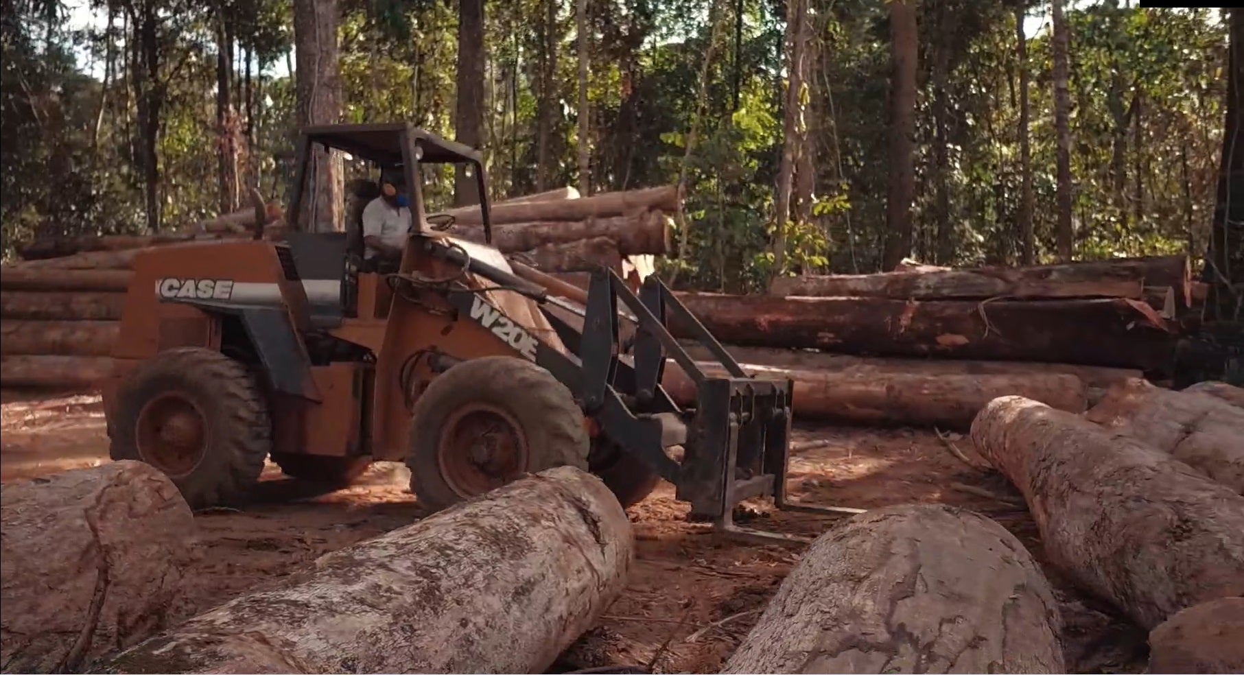 Manejo florestal sustentável praticado em Mato Grosso é destaque na COP26