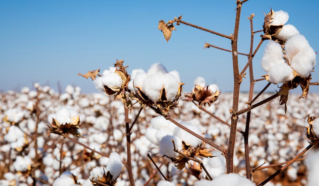 Cai preço do óleo de algodão, caroço e torta em Mato Grosso