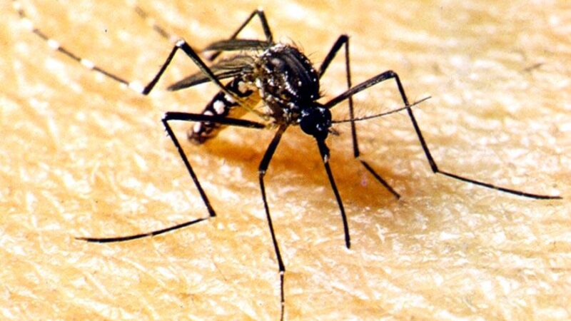 SES alerta municípios para fortalecimento do combate à dengue