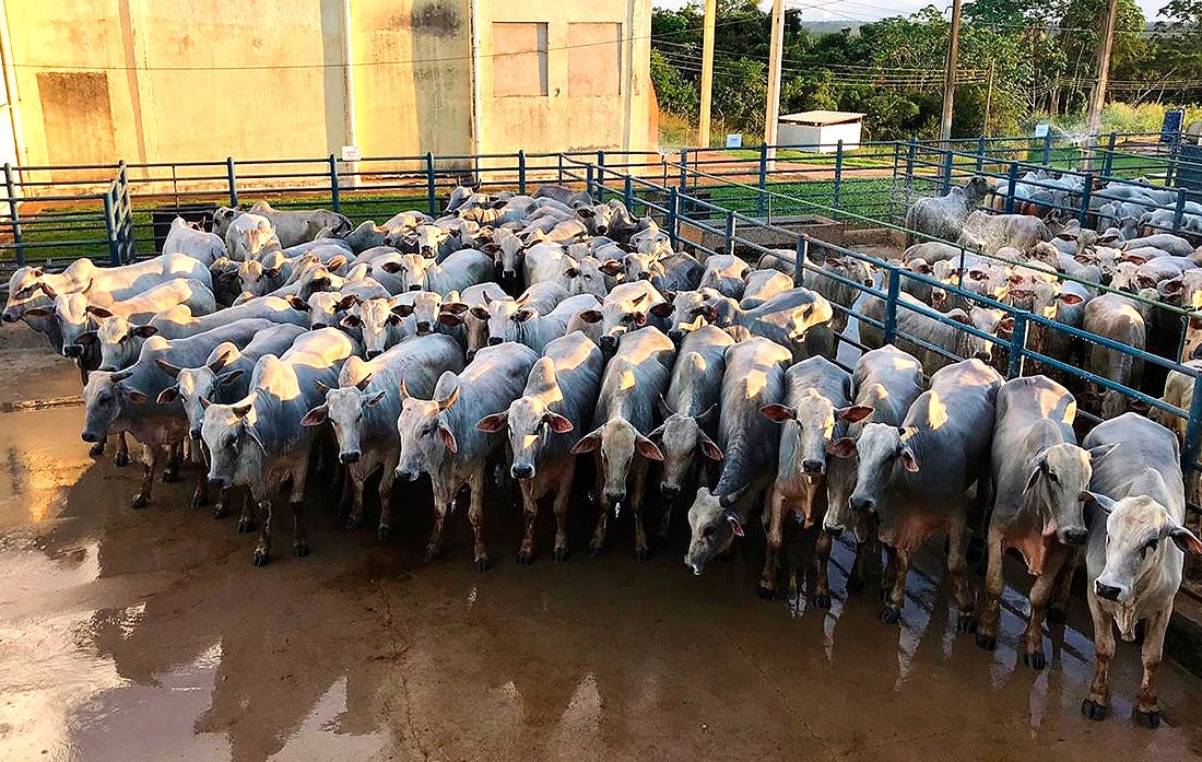 Abate de bovinos aumenta em Mato Grosso e Imea prevê percentual elevado em novembro