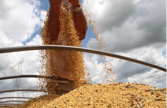 Soja disponível em Mato Grosso tem forte queda e média vai a R$ 145