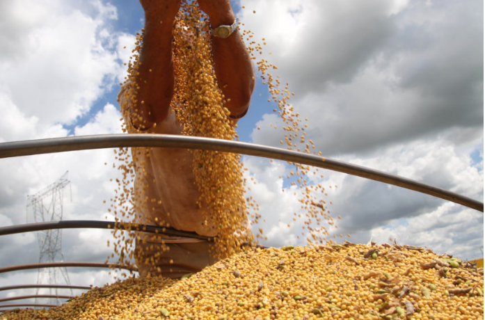Soja disponível em Mato Grosso tem forte queda e média vai a R$ 145