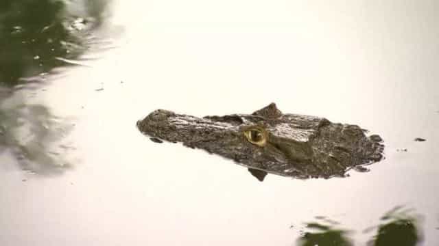 Jacaré ‘pega onda’ em praia de Florianópolis e faz sucesso na internet