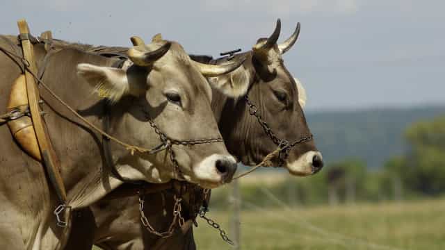Agropecuária turbina importação de bens de capital e insumos em outubro, diz FGV