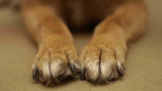 Reino Unido regista primeiro caso de cão infectado com Covid-19
