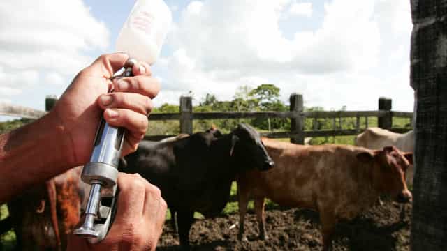 Brasil inicia 2ª etapa da campanha de vacinação contra febre aftosa