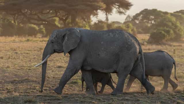 Caça ao marfim afeta evolução e faz elefante sem presa virar maioria em Moçambique