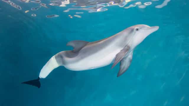 Morre Winter, o golfinho fêmea protagonista do filme ‘Dolphin Tale’