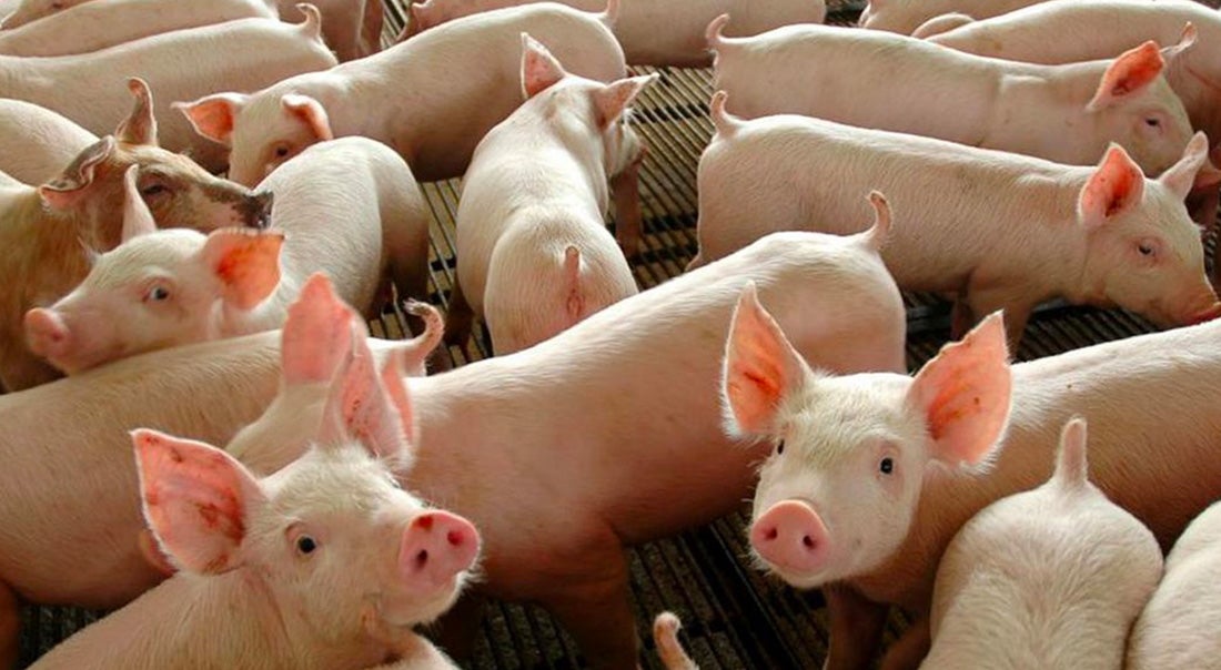 Preço do suíno em Mato Grosso aumenta 5,1%, aponta IMEA