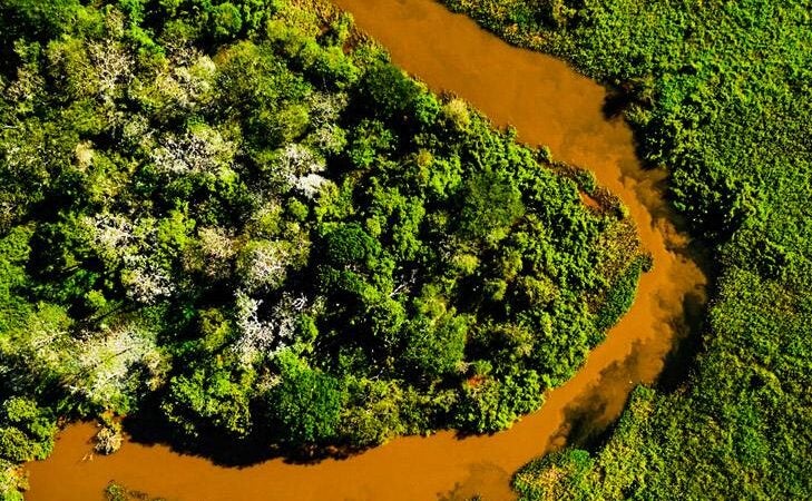 Decreto modifica medição das espécies arbóreas do Bioma Pantanal