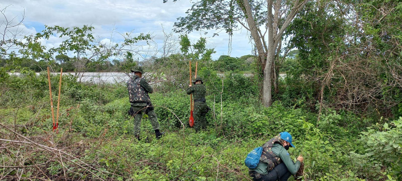 Quase mil mudas de árvores são plantadas em ação realizada pelo Instituto Cometa