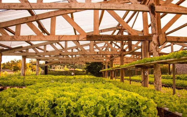 Produtores de hidroponia na região Oeste de Mato Grosso recebem orientações de técnicos da Empaer