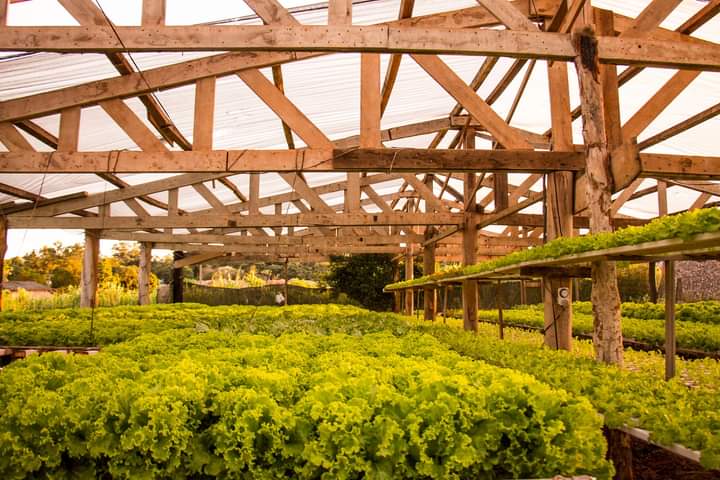 Produtores de hidroponia na região Oeste de Mato Grosso recebem orientações de técnicos da Empaer