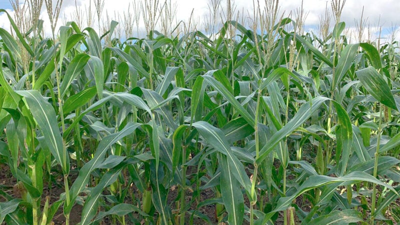 Instituto prevê que próxima safra de milho em Mato Grosso será de 6,23 milhões de hectares