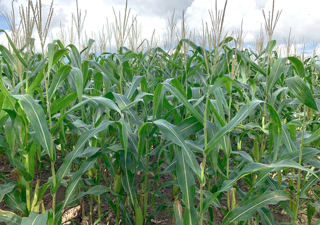 Instituto prevê que próxima safra de milho em Mato Grosso será de 6,23 milhões de hectares