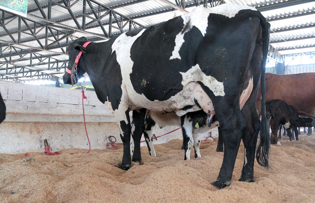 Governo de MT entregará para pequenos produtores 12 mil doses de sêmen para melhorar genética e aumentar produção leiteira