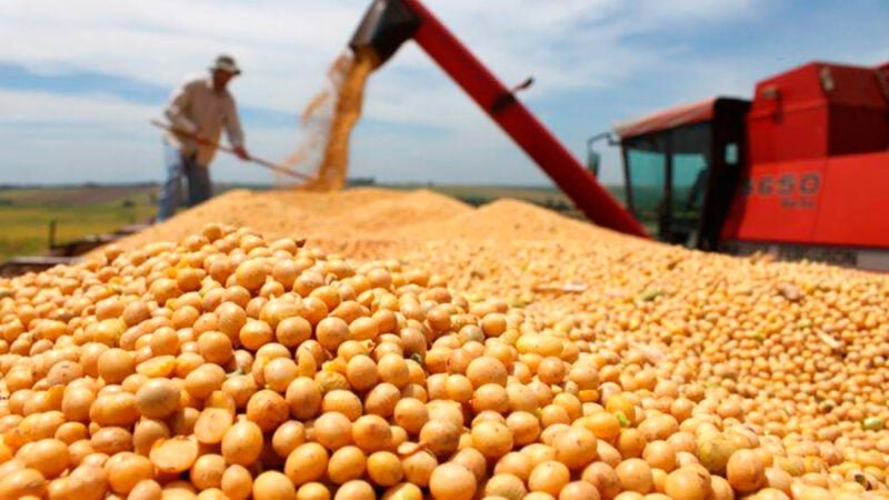 Total de soja ofertada em Mato Grosso aumenta 5,8%, indica IMEA