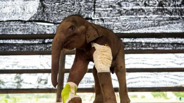Tailândia. Bebê elefante resgatado após ter caído e sido alvejado