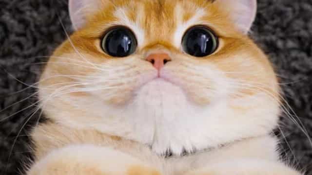 Conheça o Pisco, o Gato de Botas de ‘Shrek’ da vida real