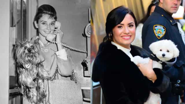 Os famosos que perderam seus bichinhos (alguns de forma trágica)