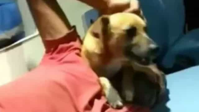 Vira-lata entra em ambulância e acompanha morador de rua que passou mal no PR