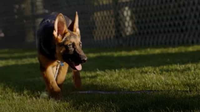 "Bem-vindo a casa, Commander". Família Biden tem novo cão na Casa Branca