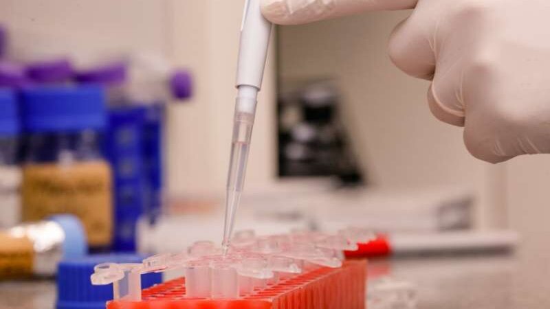 Pesquisadores da USP conseguem isolar variante ômicron
