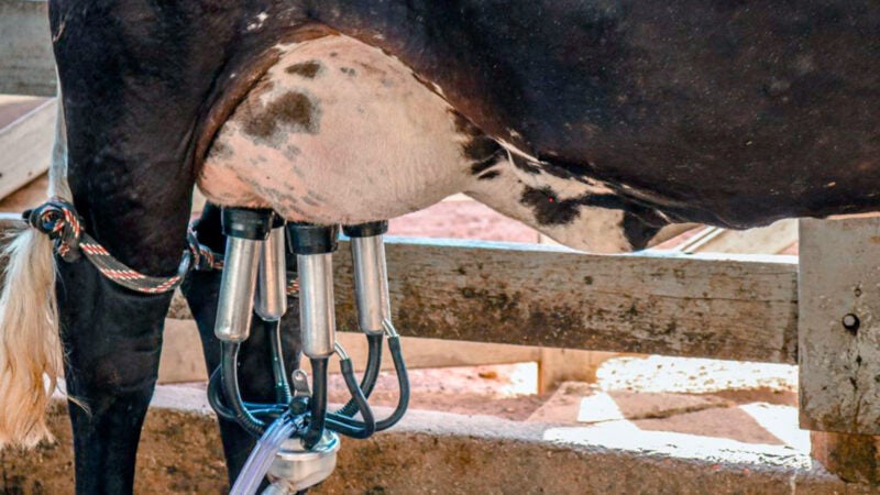 Custo operacional para produtor de leite em Mato Grosso aumenta e valor recebido cai