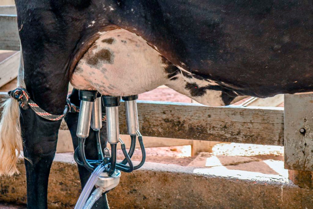 Custo operacional para produtor de leite em Mato Grosso aumenta e valor recebido cai