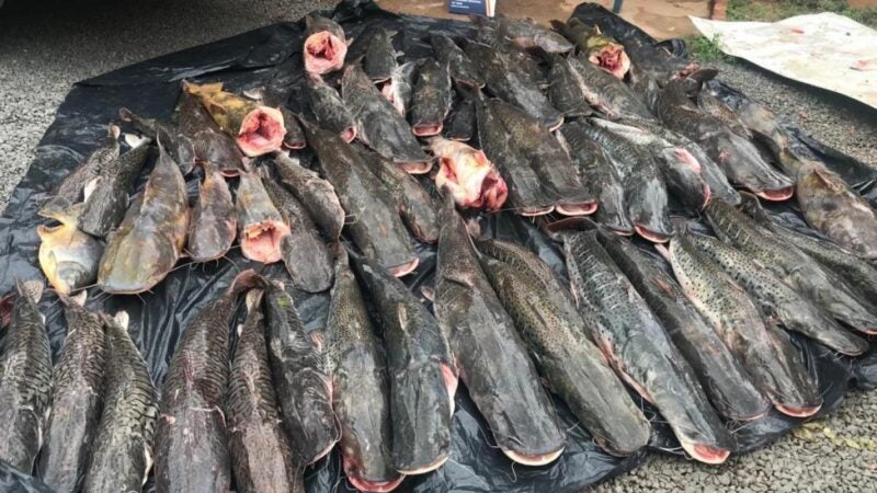 Duas pessoas são presas transportando 400 kg de pescado irregular