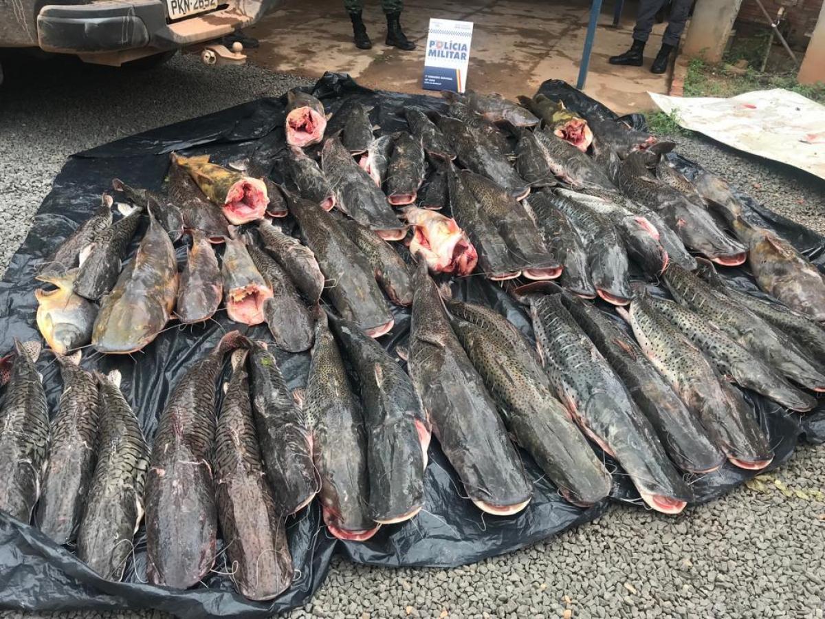 Duas pessoas são presas transportando 400 kg de pescado irregular