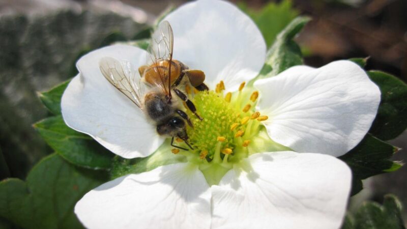 Merenda escolar de Mato Grosso pode ser enriquecida com mel e derivados