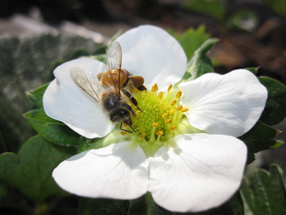 Merenda escolar de Mato Grosso pode ser enriquecida com mel e derivados